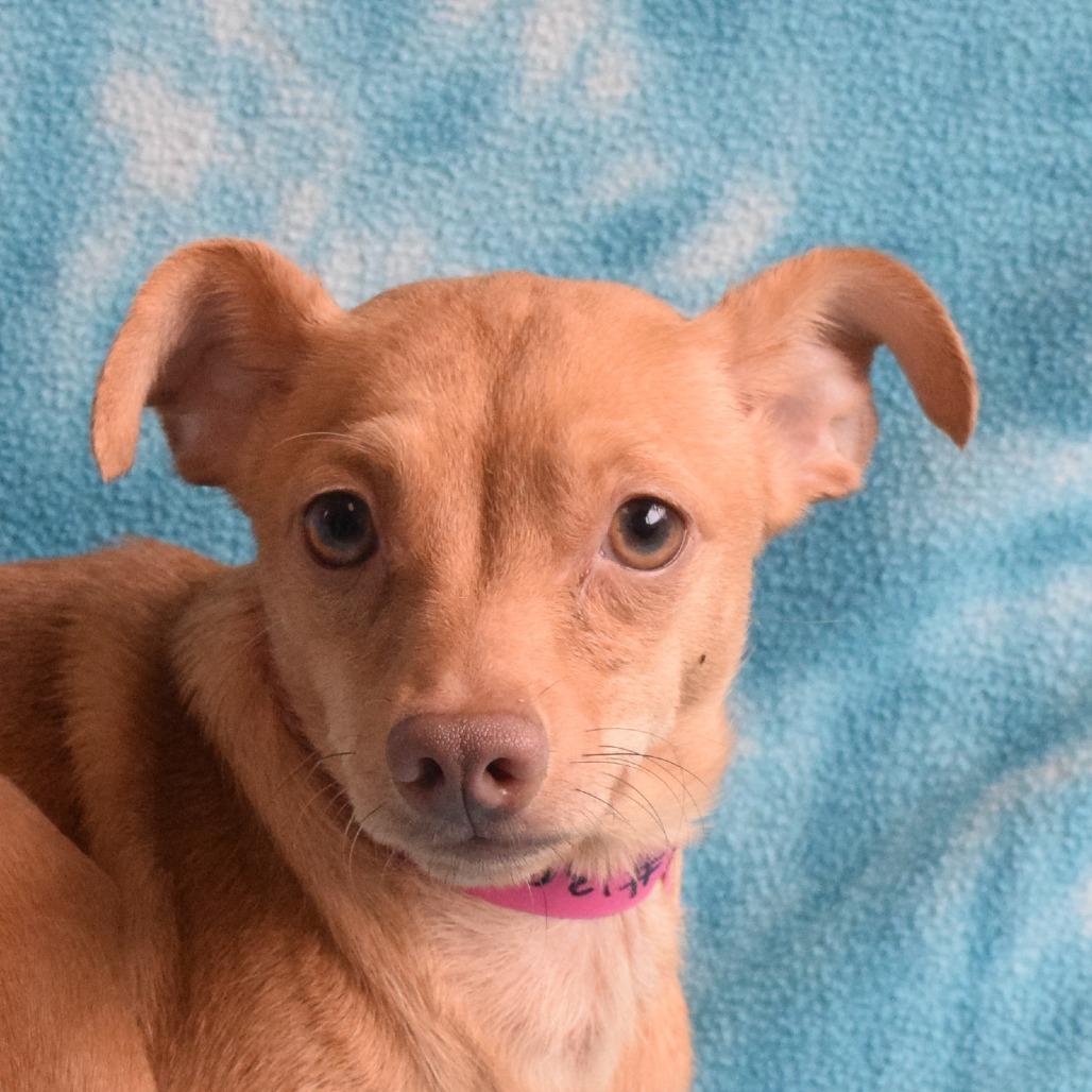 Enlarge Ruby, a Adoptable Chihuahua in Eureka, CA image 3/3