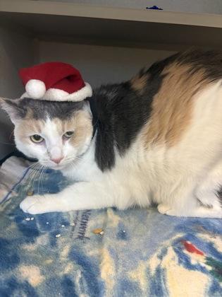 Enlarge Junebug, a Adoptable Domestic Short Hair in Bensalem, PA image 1/3