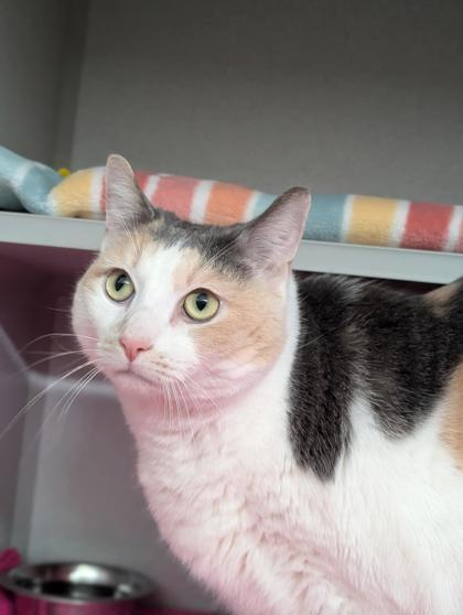 Junebug, Adoptable, Senior Female Domestic Short Hair & Domestic Short Hair.