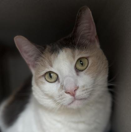 Junebug, a Adoptable Domestic Short Hair in Bensalem, PA image 2/3