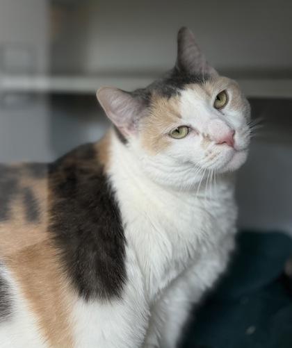 Junebug, a Adoptable Domestic Short Hair in Bensalem, PA image 3/3