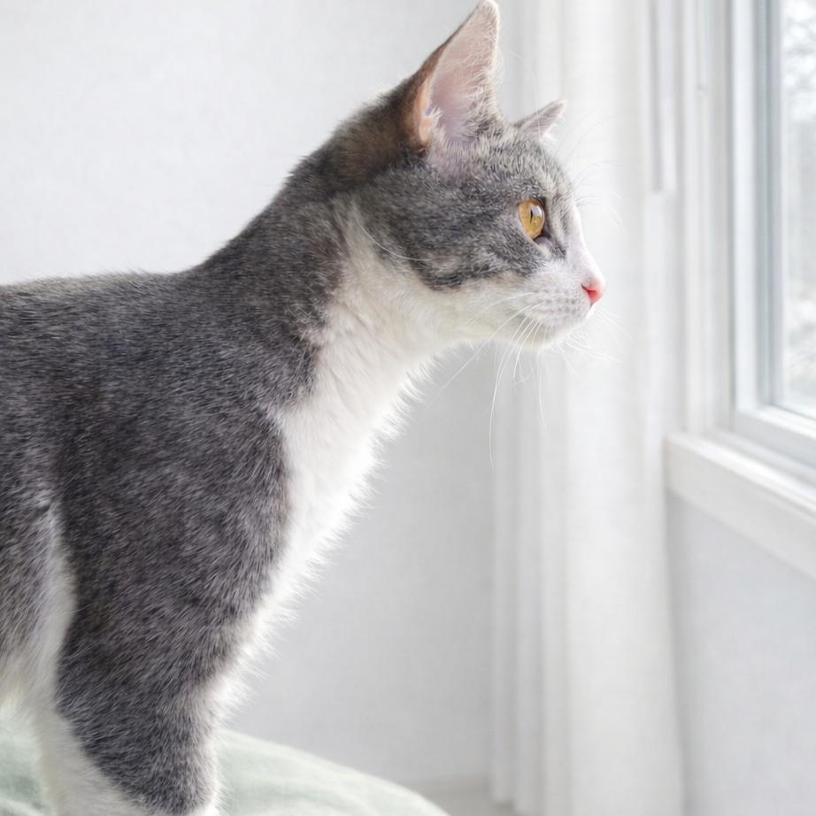 Chevy — thumbnail 5