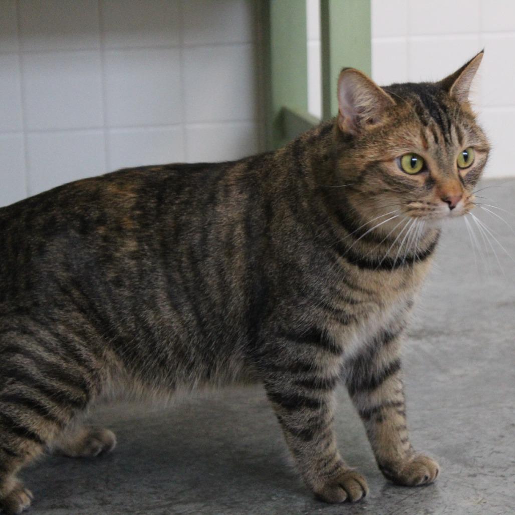 Sunny, Adoptable, Adult Female Domestic Short Hair.