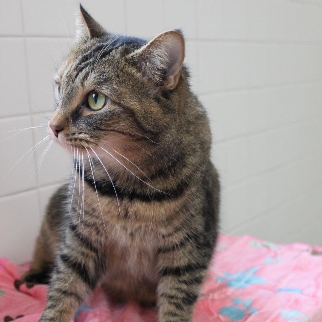 Enlarge Sunny, a Adoptable Domestic Short Hair in Melbourne, KY image 2/6