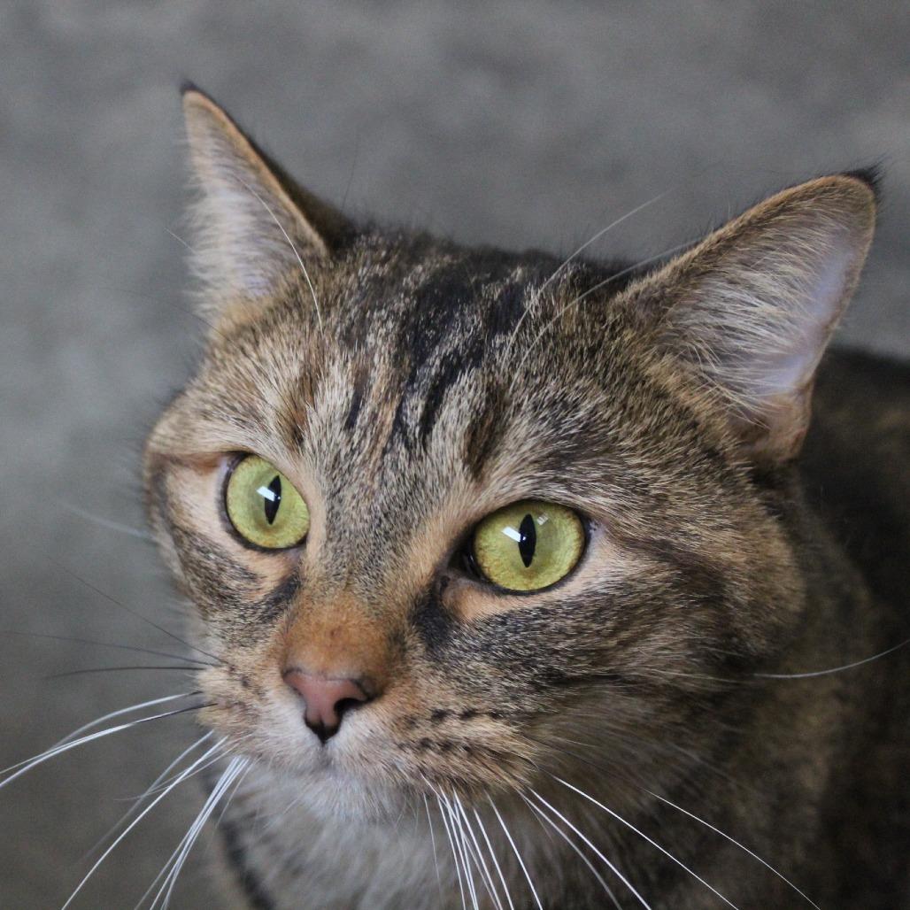 Enlarge Sunny, a Adoptable Domestic Short Hair in Melbourne, KY image 3/6