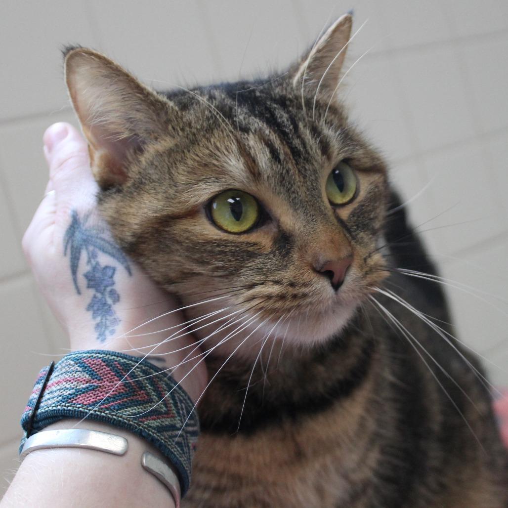 Enlarge Sunny, a Adoptable Domestic Short Hair in Melbourne, KY image 4/6