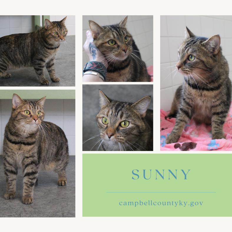 Enlarge Sunny, a Adoptable Domestic Short Hair in Melbourne, KY image 6/6