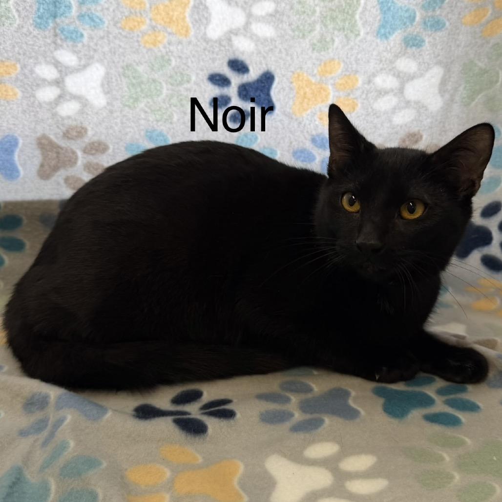 Noir, Adoptable, Young Male Domestic Short Hair.