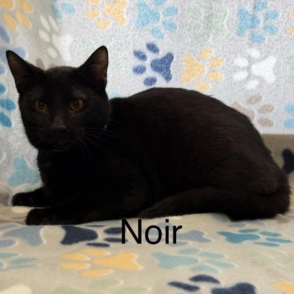 Noir, a Adoptable Domestic Short Hair in Floresville, TX image 2/2