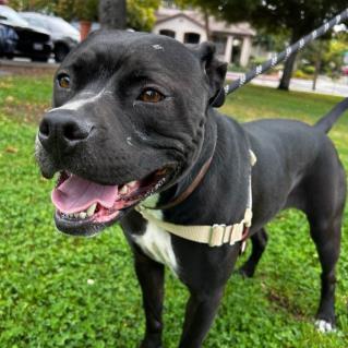 GECKO, Adoptable, Young Female Pit Bull Terrier.