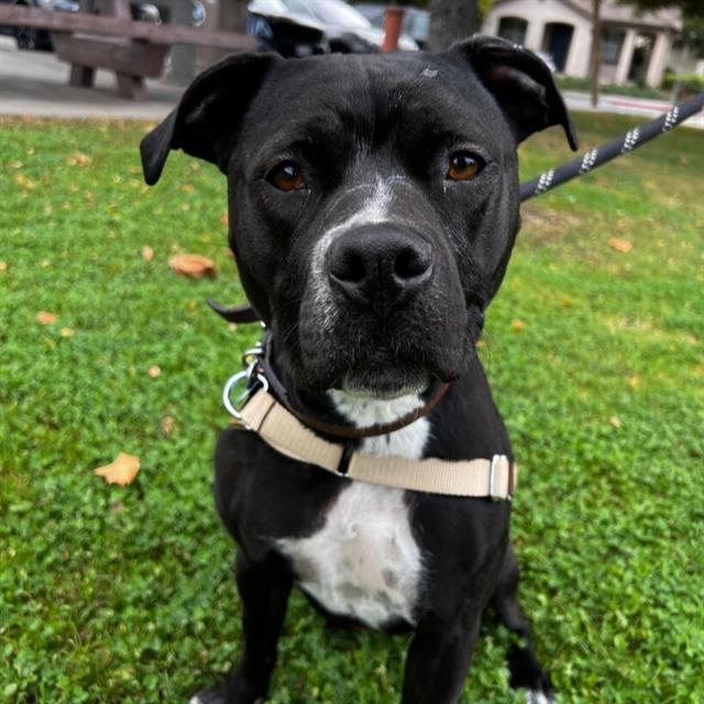 GECKO, Adoptable, Young Female Pit Bull Terrier.