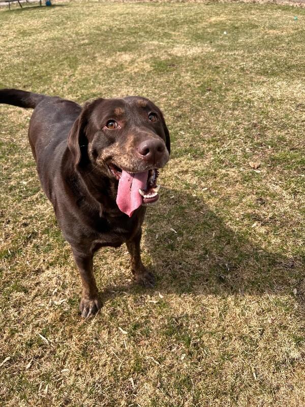 Bridget, Adoptable, Young Female Chocolate Labrador Retriever.