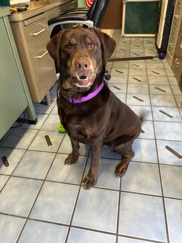 Enlarge Bridget, a Adoptable Chocolate Labrador Retriever in Cortland, NY image 2/6
