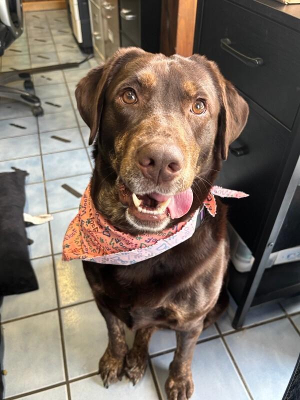Enlarge Bridget, a Adoptable Chocolate Labrador Retriever in Cortland, NY image 3/6