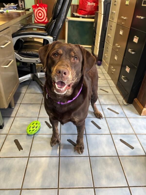 Enlarge Bridget, a Adoptable Chocolate Labrador Retriever in Cortland, NY image 4/6