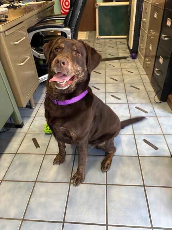 Enlarge Bridget, a Adoptable Chocolate Labrador Retriever in Cortland, NY image 5/6