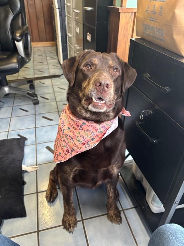 Enlarge Bridget, a Adoptable Chocolate Labrador Retriever in Cortland, NY image 6/6