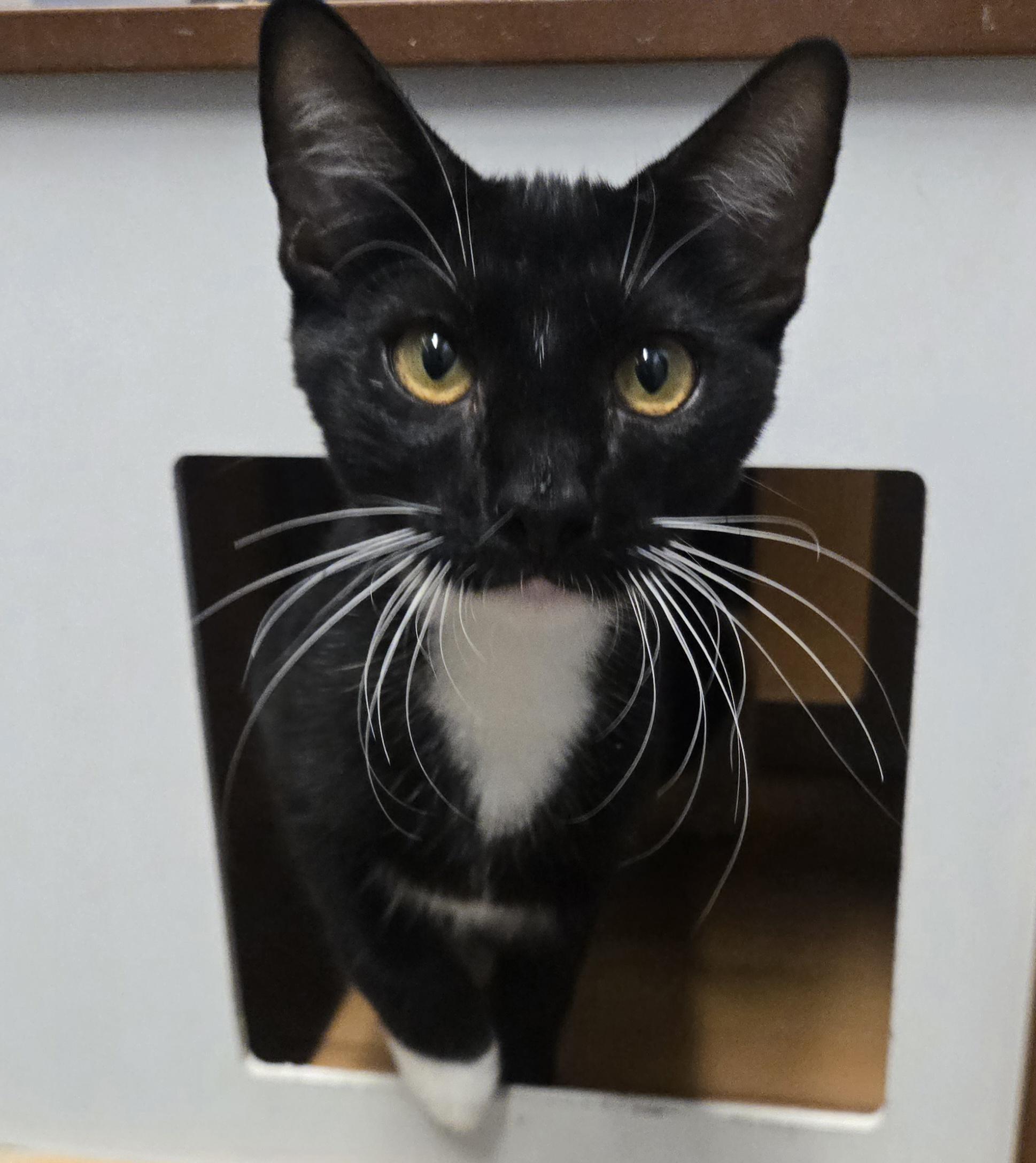 Turbo and Tux (Bonded Brother and Sister), Adoptable, Kitten Male Tuxedo.
