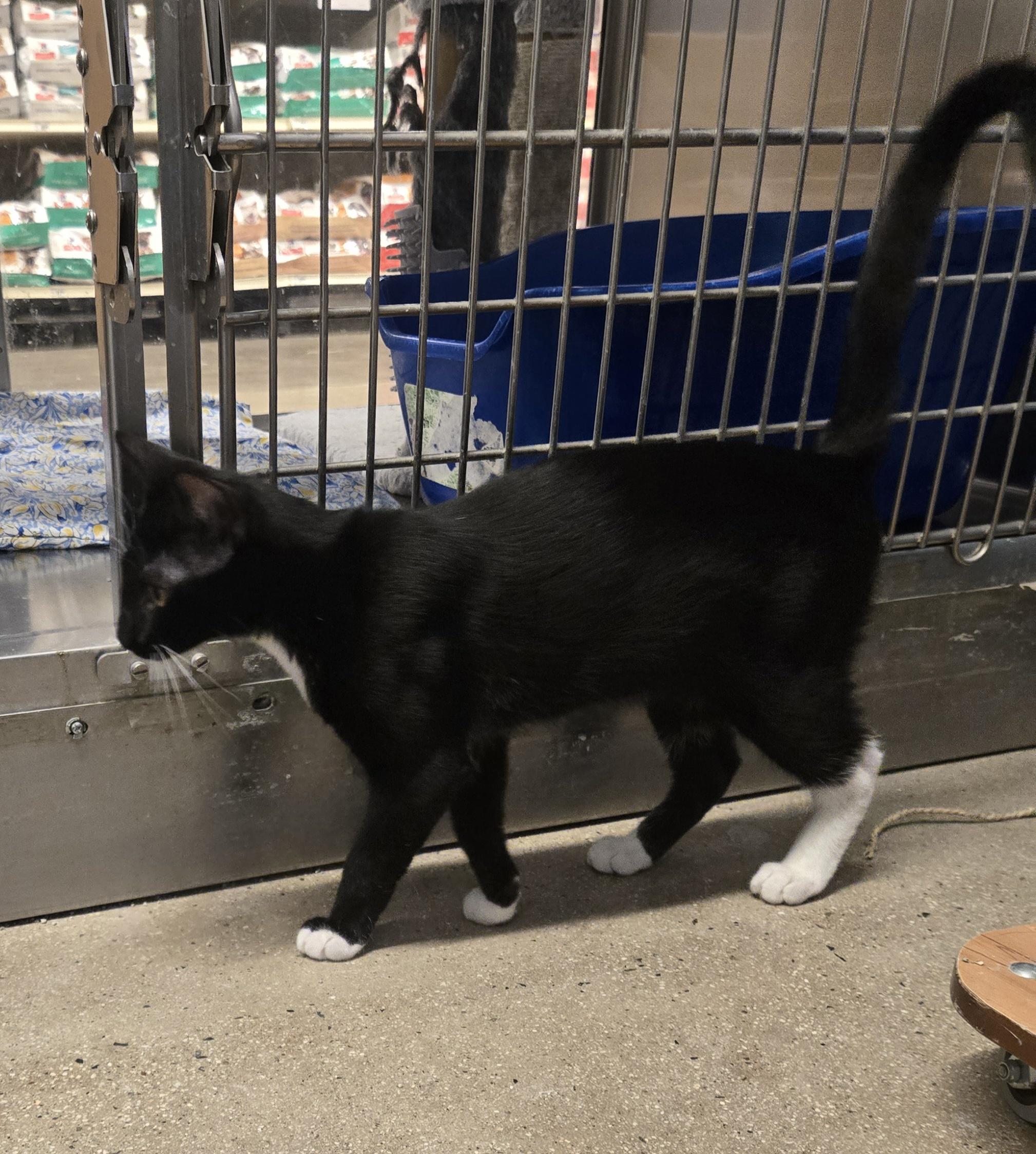 Turbo and Tux (Bonded Brother and Sister), a Adoptable Tuxedo in Fullerton, CA image 2/4