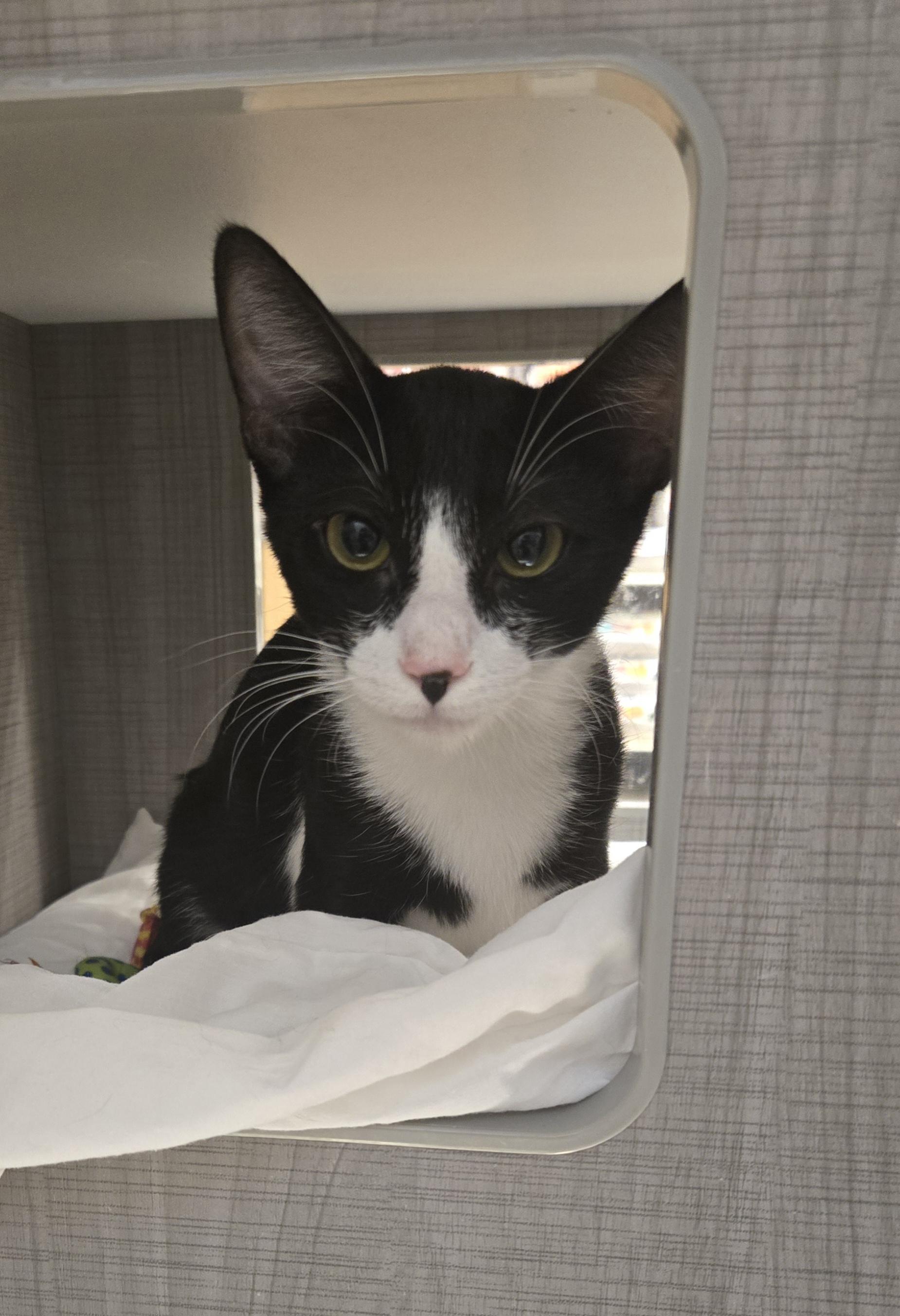 Turbo and Tux (Bonded Brother and Sister), a Adoptable Tuxedo in Fullerton, CA image 3/4