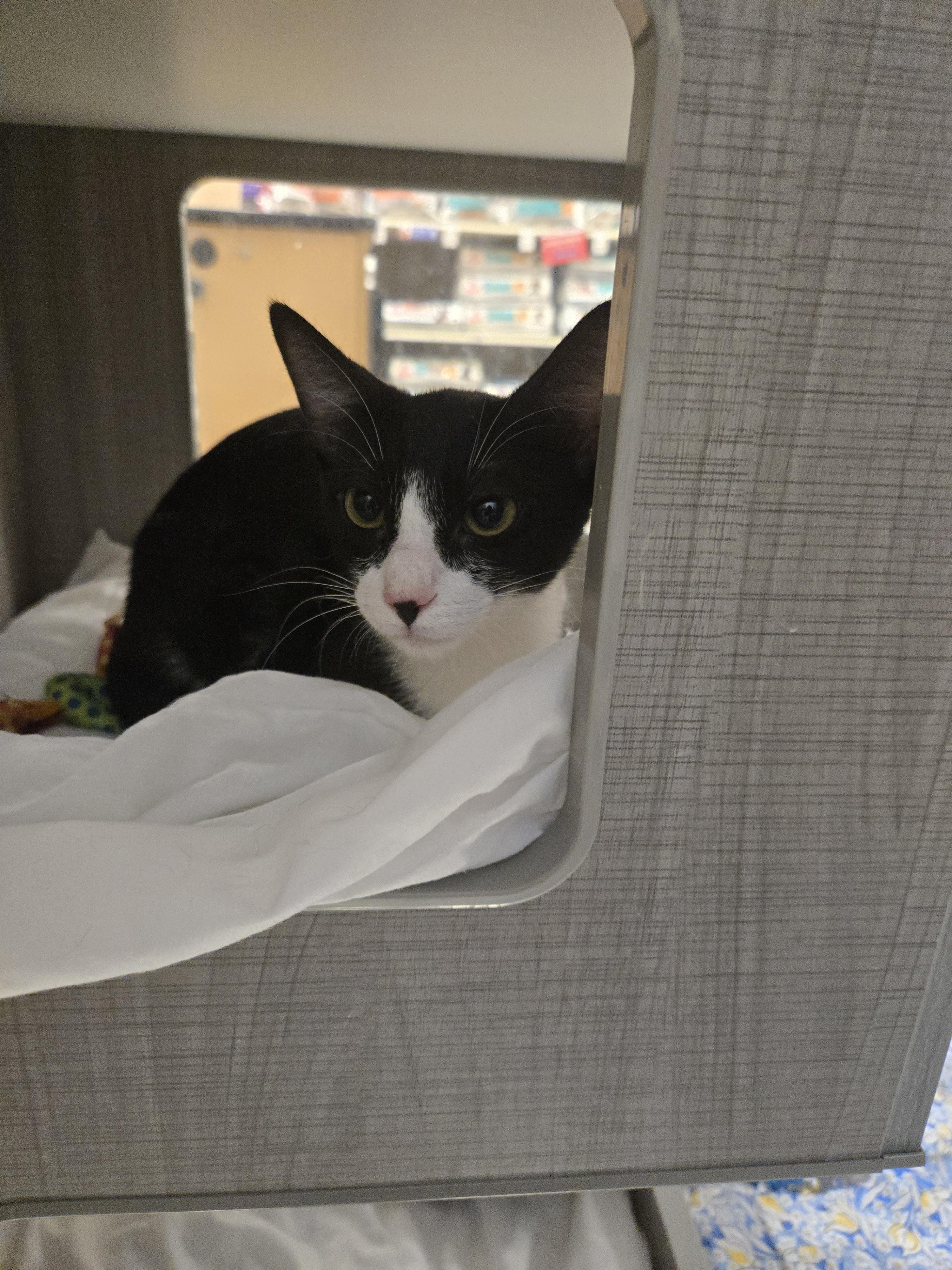 Turbo and Tux (Bonded Brother and Sister), a Adoptable Tuxedo in Fullerton, CA image 4/4