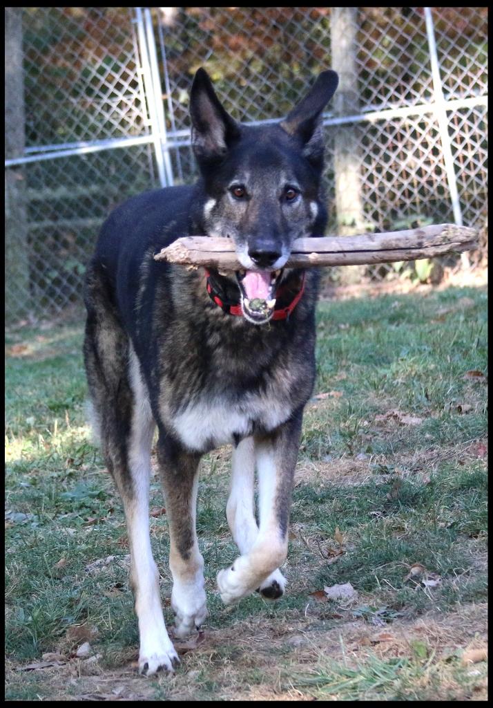 Barrett, a Adoptable German Shepherd Dog in Shippenville, PA image 4/6
