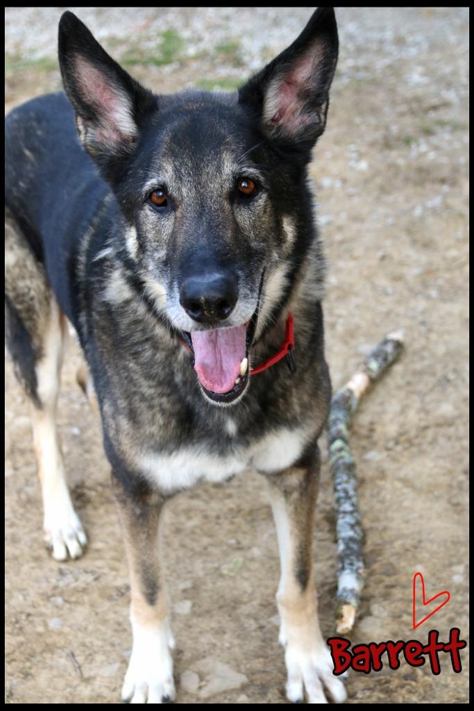 Enlarge Barrett, a Adoptable German Shepherd Dog in Shippenville, PA image 2/6