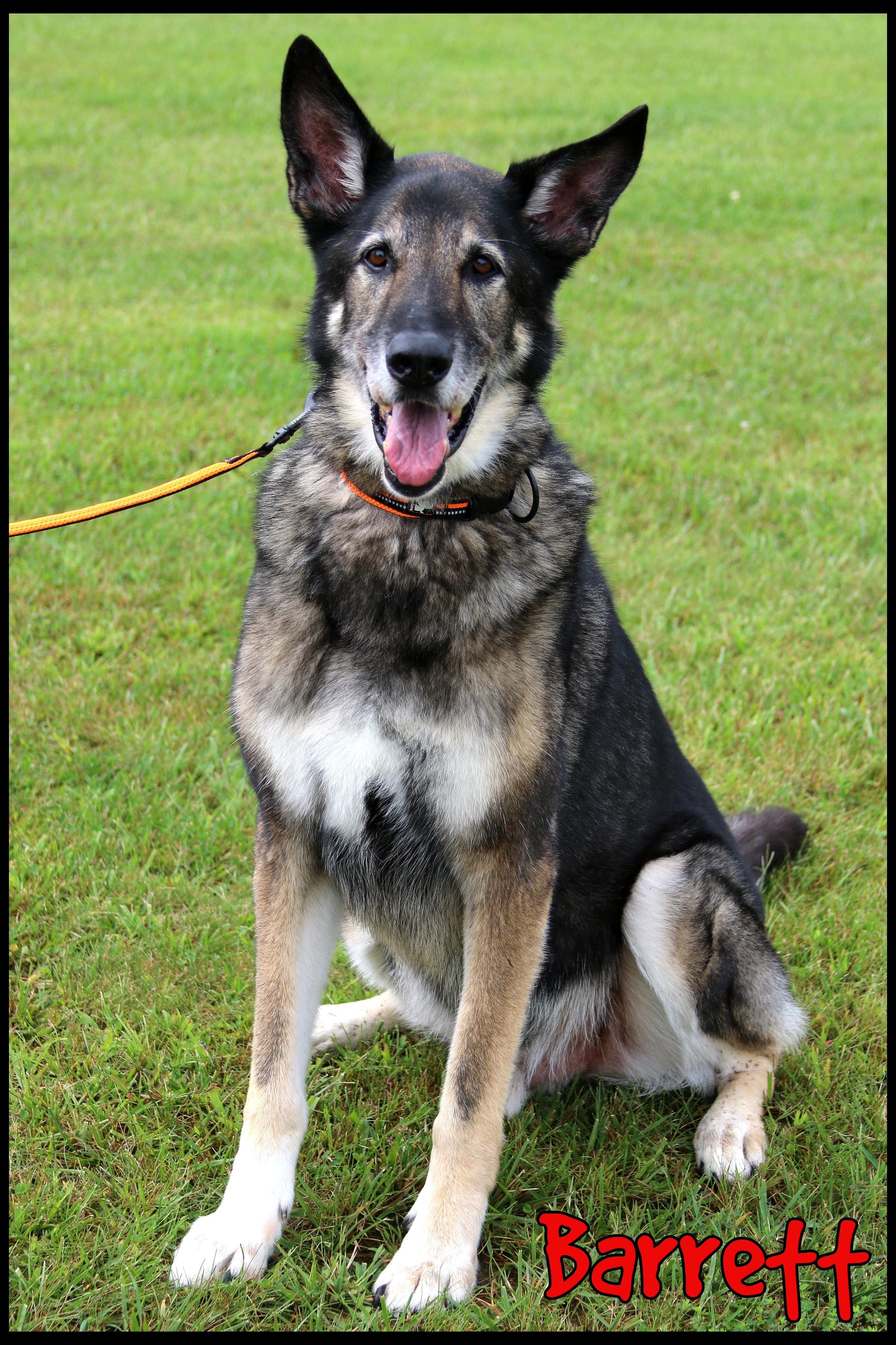 Enlarge Barrett, a Adoptable mixed breed in Shippenville, PA image 2/6