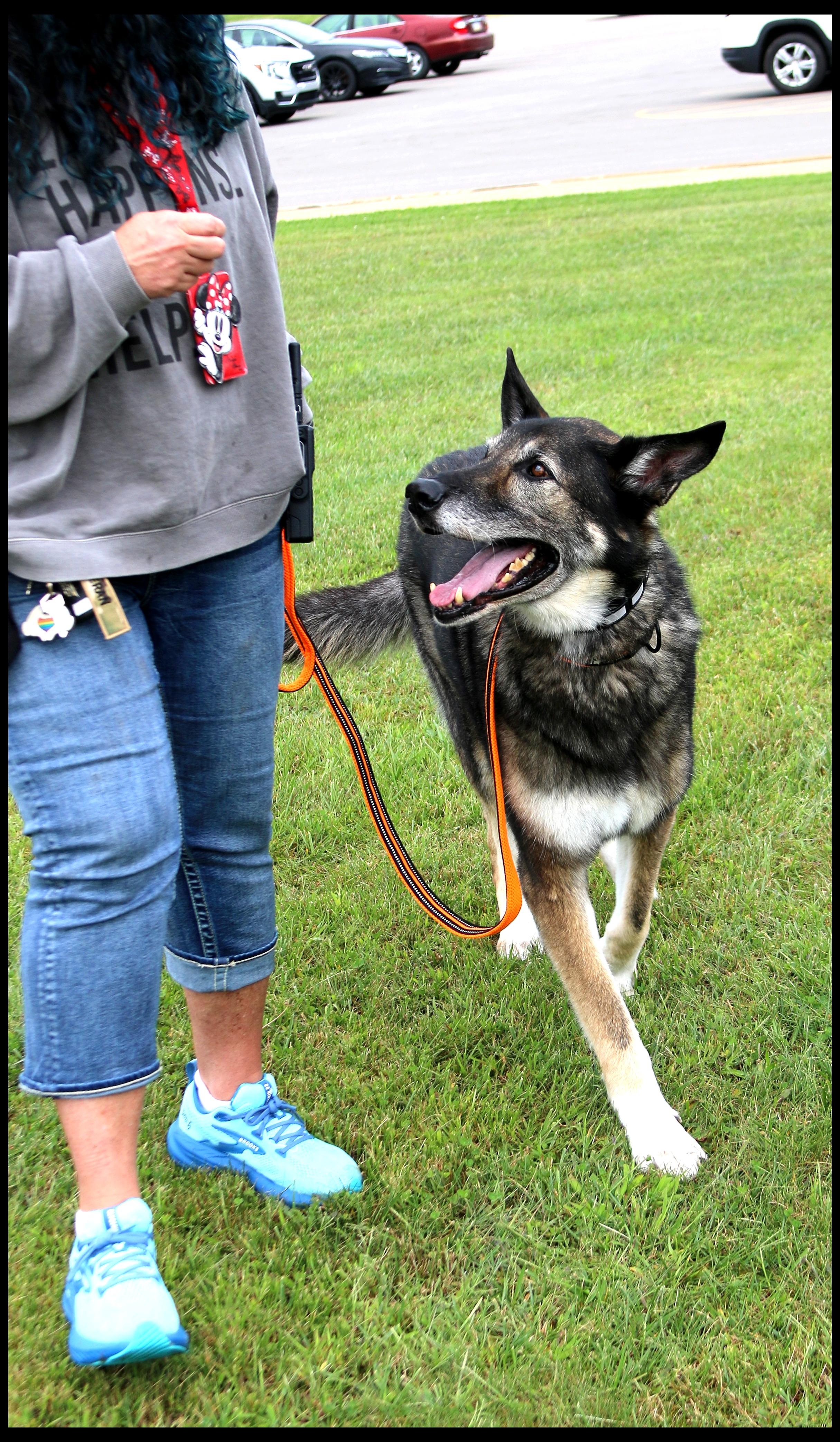 Enlarge Barrett, a Adoptable mixed breed in Shippenville, PA image 4/6