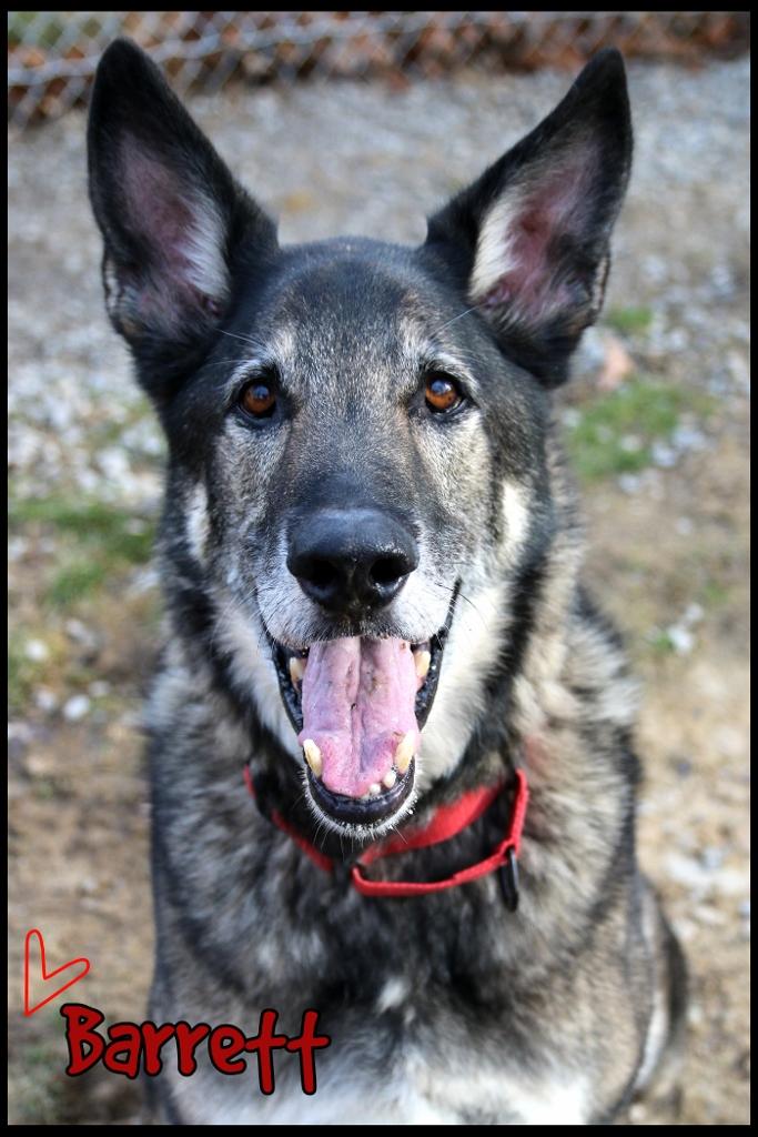 Barrett, Adoptable, Adult Male German Shepherd Dog.