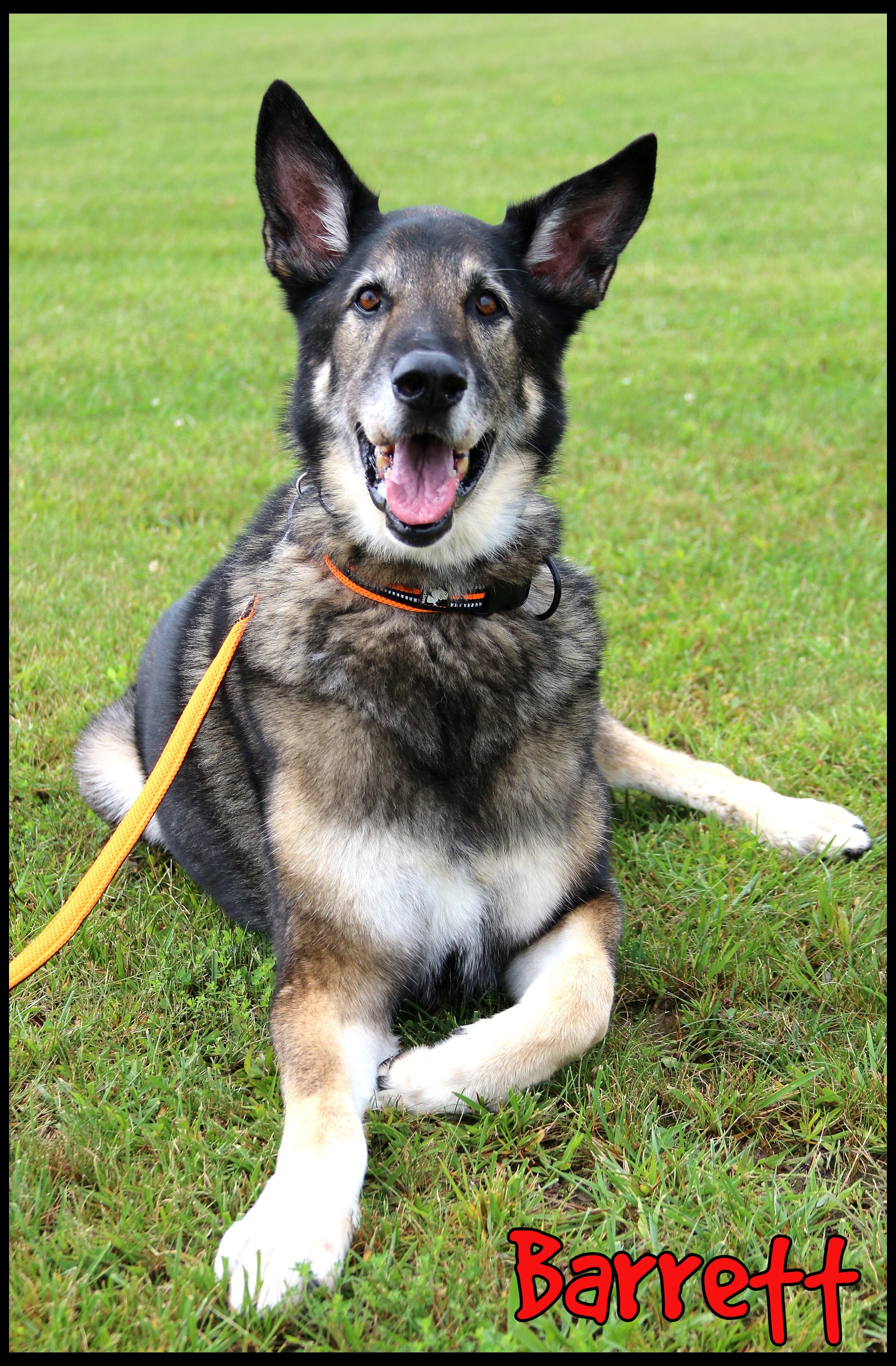 Enlarge Barrett, a Adoptable mixed breed in Shippenville, PA image 1/6