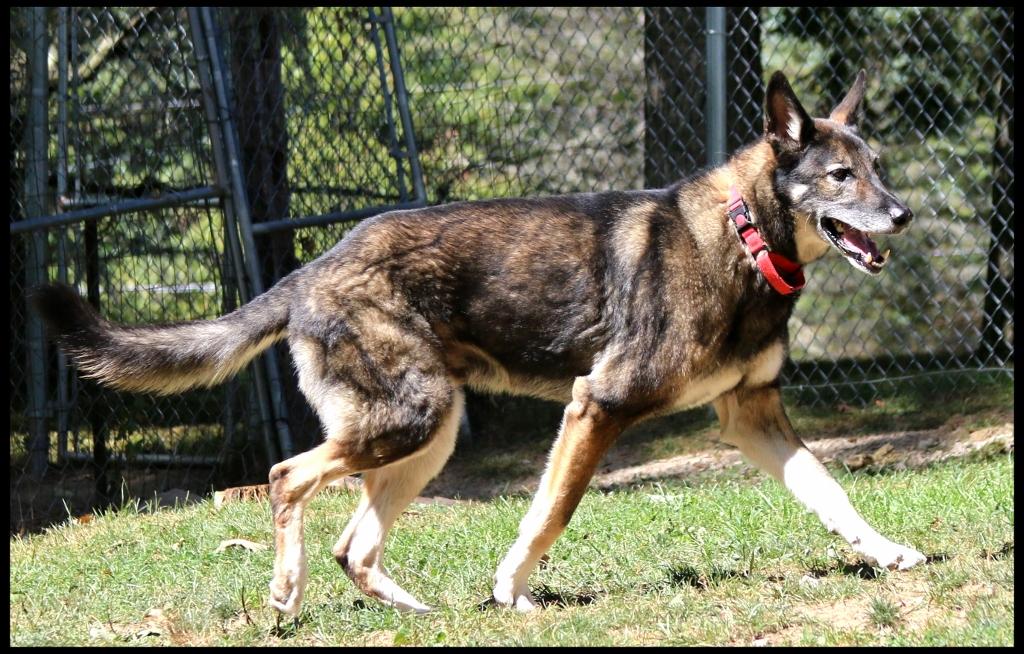 Barrett, a Adoptable German Shepherd Dog in Shippenville, PA image 6/6