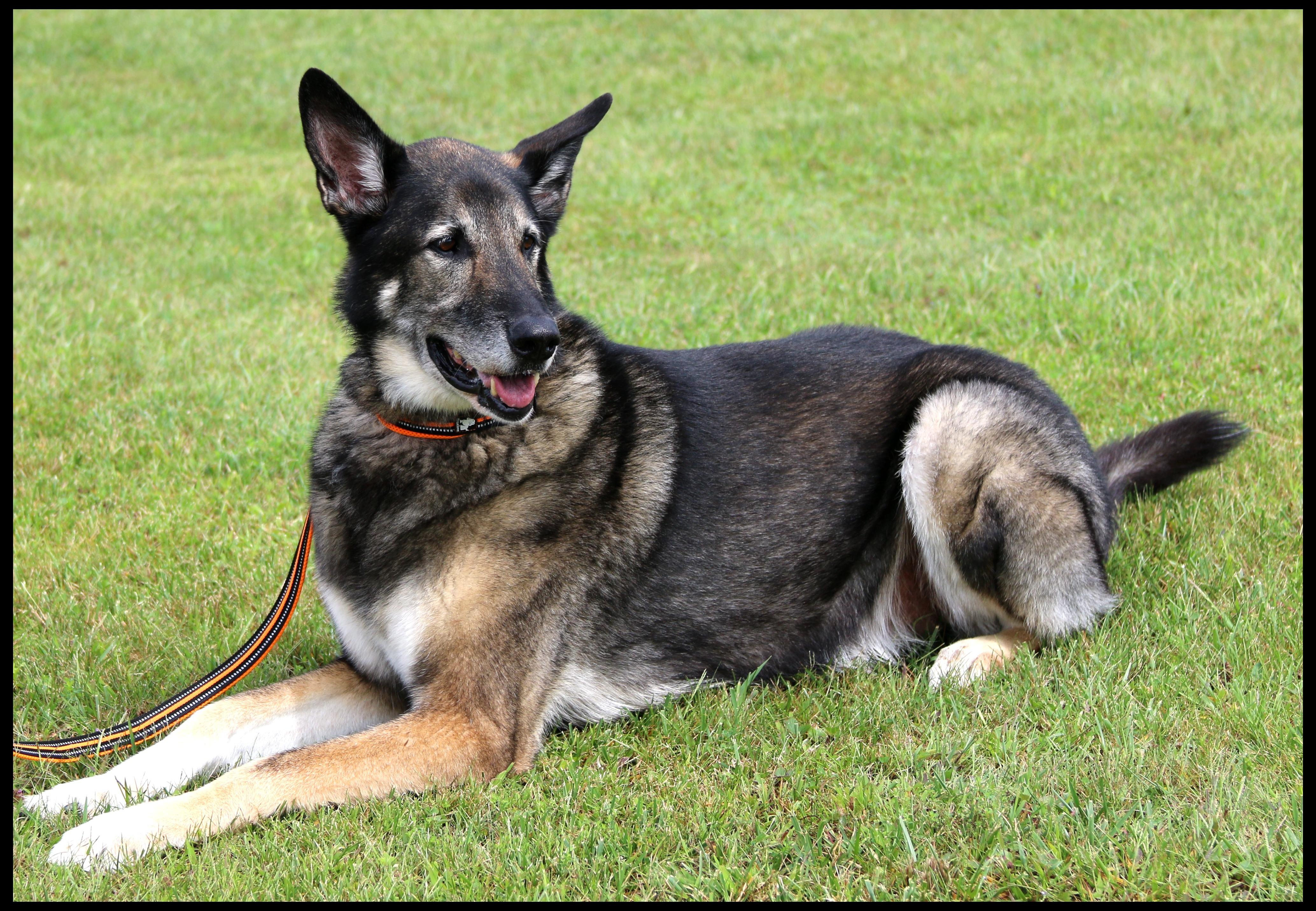 Enlarge Barrett, a Adoptable mixed breed in Shippenville, PA image 3/6