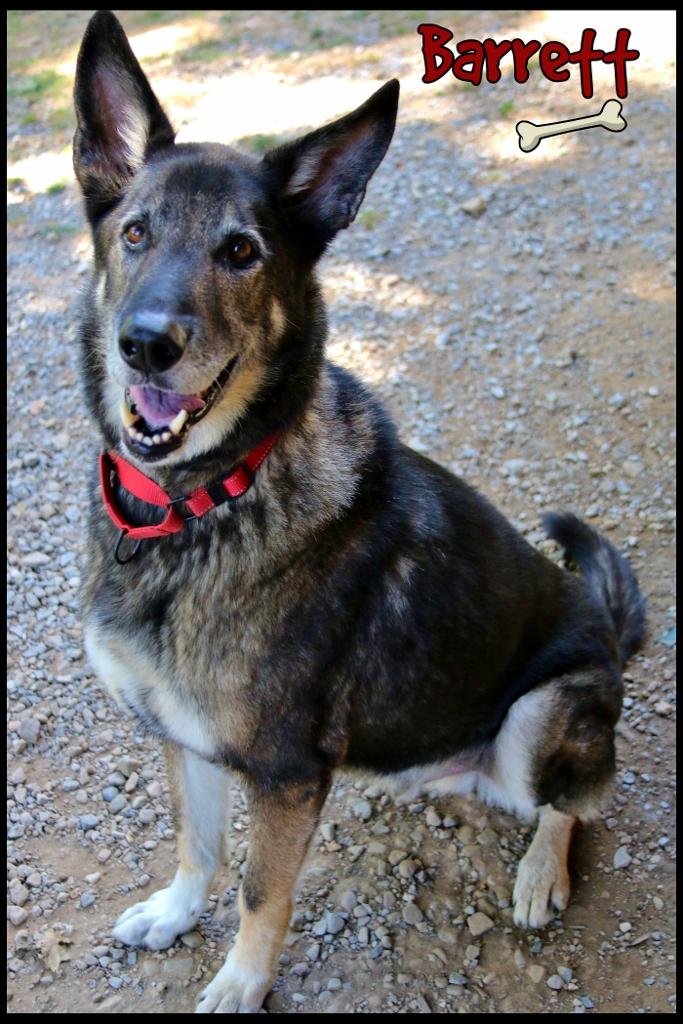 Barrett, a Adoptable German Shepherd Dog in Shippenville, PA image 3/6
