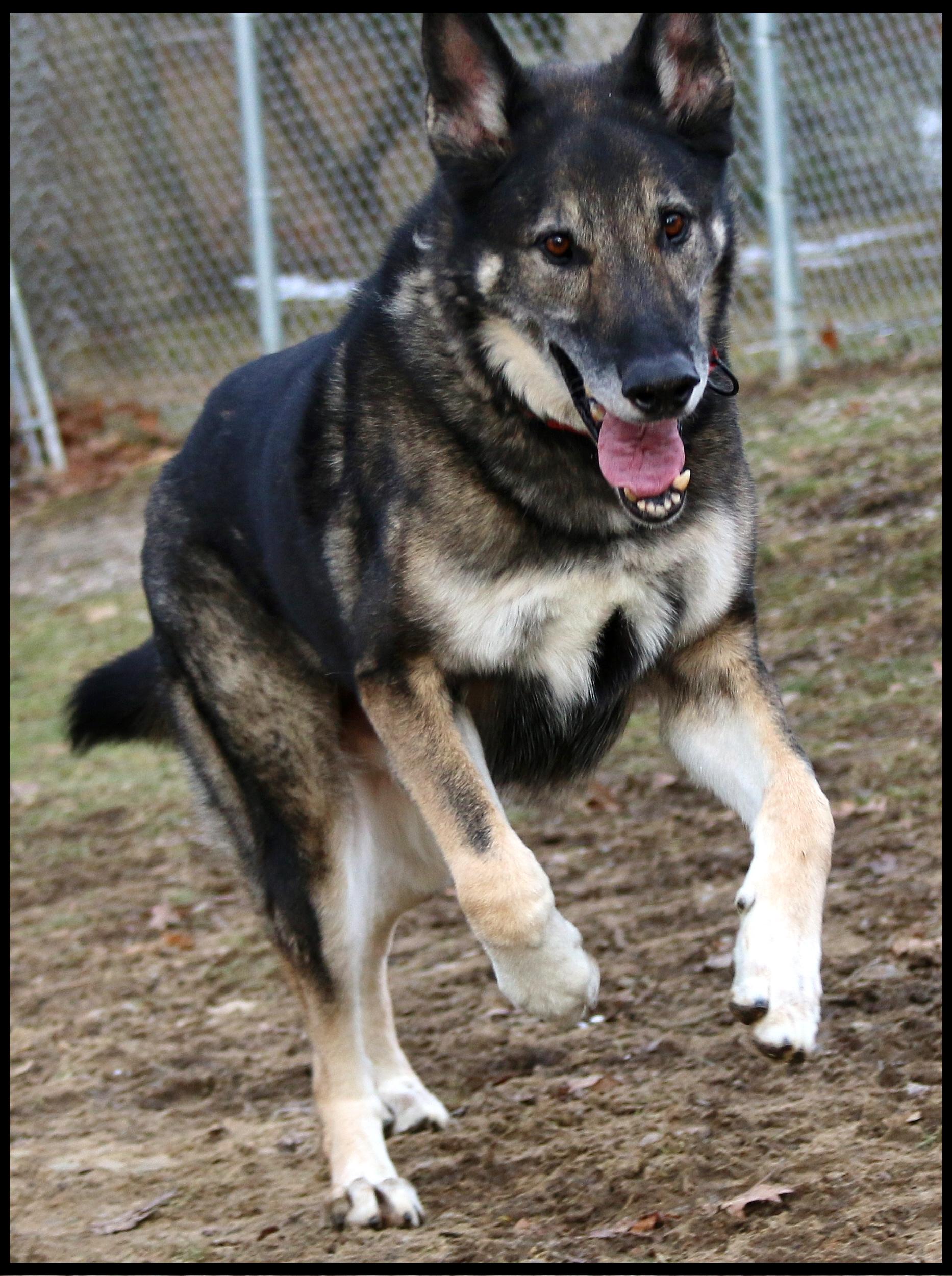 Enlarge Barrett, a Adoptable German Shepherd Dog in Shippenville, PA image 3/6