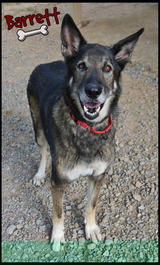 Barrett, a Adoptable German Shepherd Dog in Shippenville, PA image 2/6