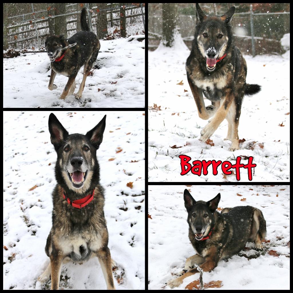 Barrett, a Adoptable German Shepherd Dog in Shippenville, PA image 1/6
