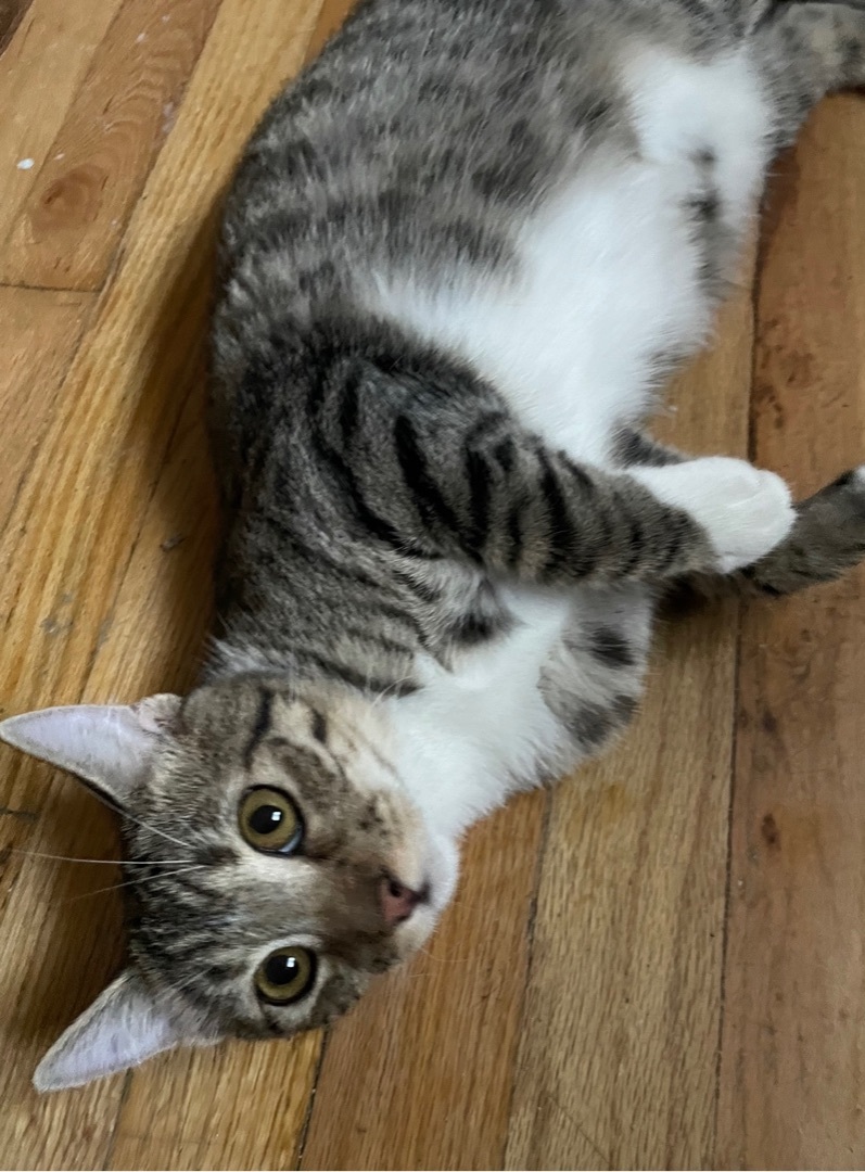 Arlis INDOOR ONLY , a Adoptable mixed breed in Stockton, CA image 1/12