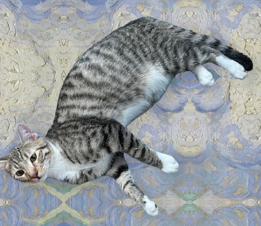 Arlis INDOOR ONLY , a Adoptable mixed breed in Stockton, CA image 2/12