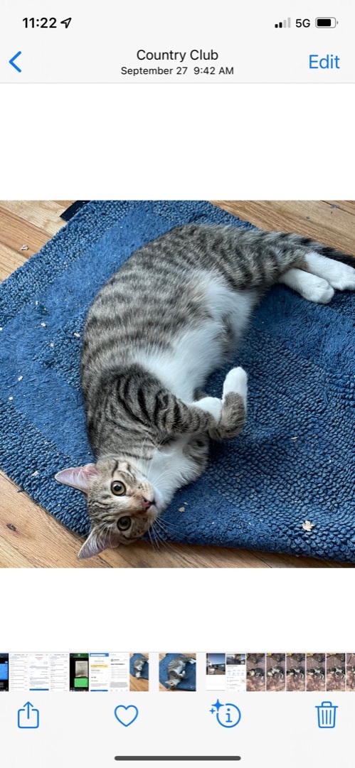 Arlis INDOOR ONLY , a Adoptable mixed breed in Stockton, CA image 4/12