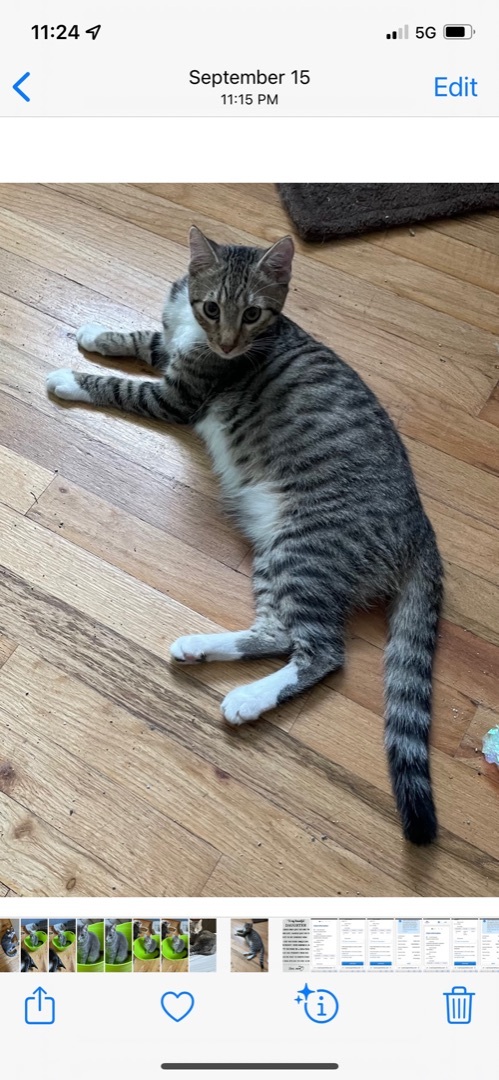 Arlis INDOOR ONLY , a Adoptable mixed breed in Stockton, CA image 5/12