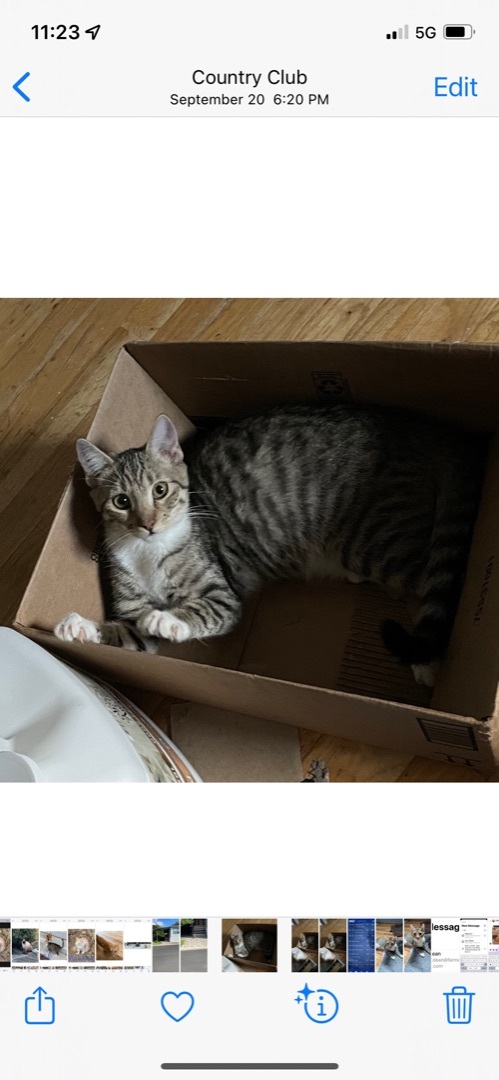 Arlis INDOOR ONLY , a Adoptable mixed breed in Stockton, CA image 6/12