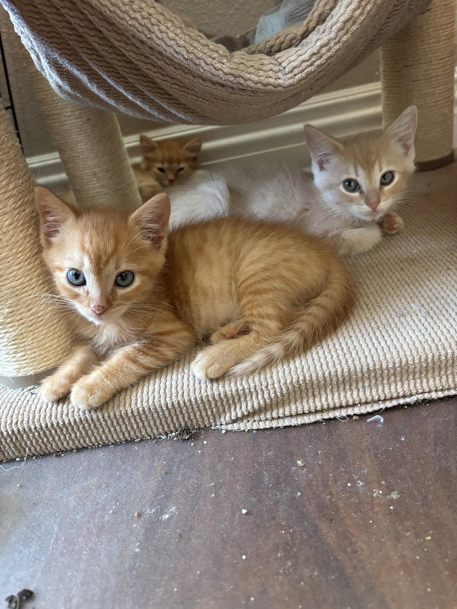 Santiago, Adoptable, Kitten Male Tabby & Domestic Short Hair.