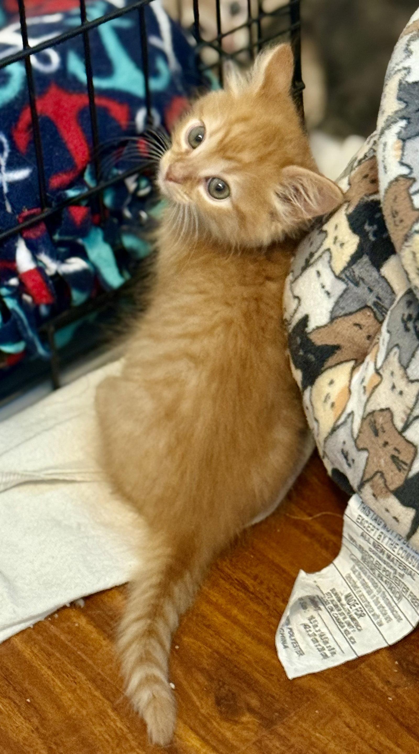 Santiago, a Adoptable mixed breed in Laguna Niguel, CA image 2/3