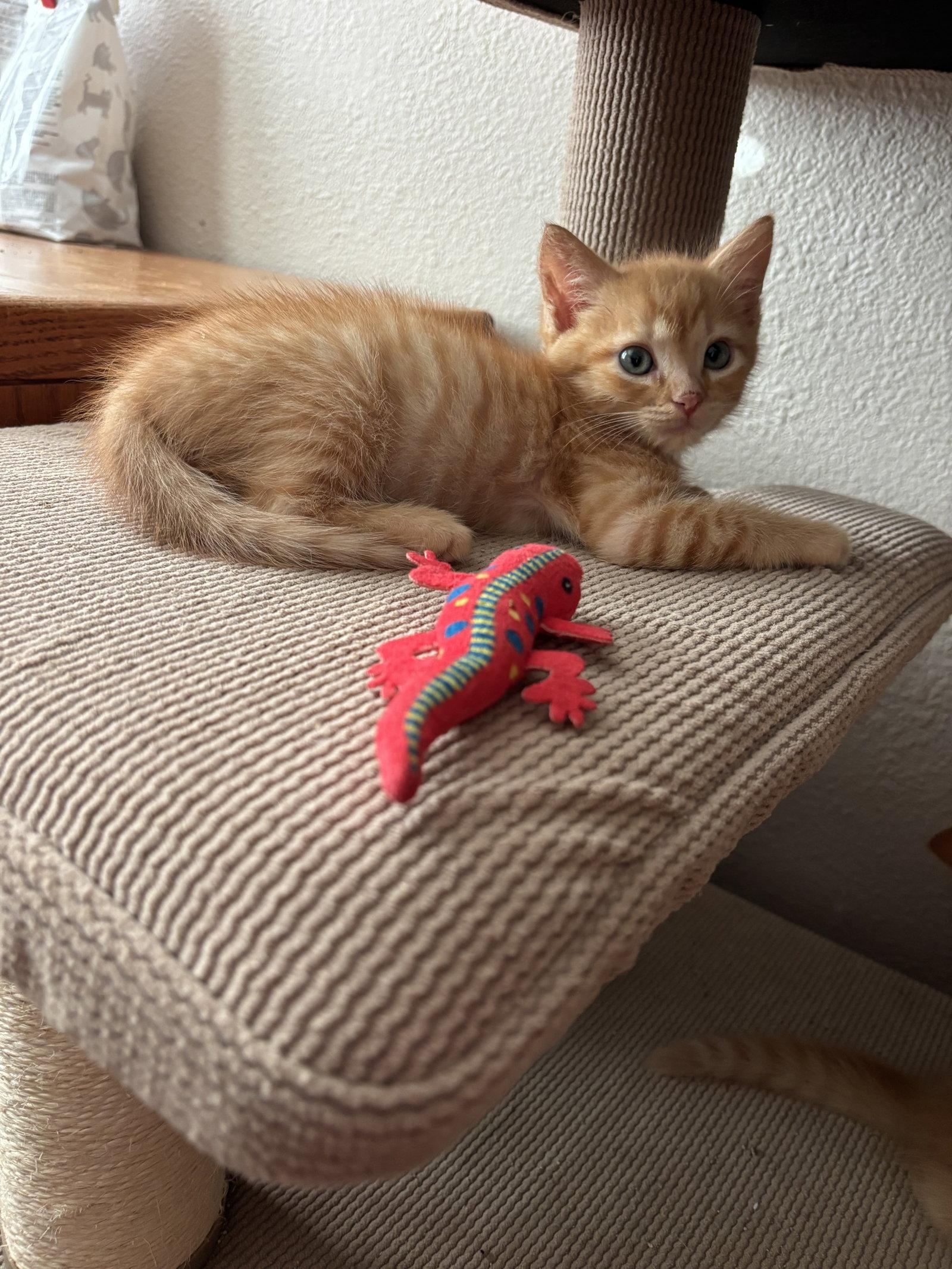 Santiago, a Adoptable mixed breed in Laguna Niguel, CA image 3/3