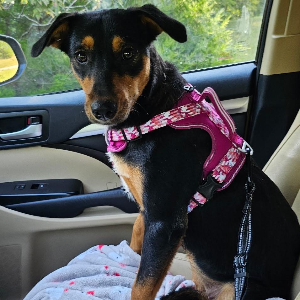 Penny, Adoptable, Young Female German Shepherd Dog & Mixed Breed.