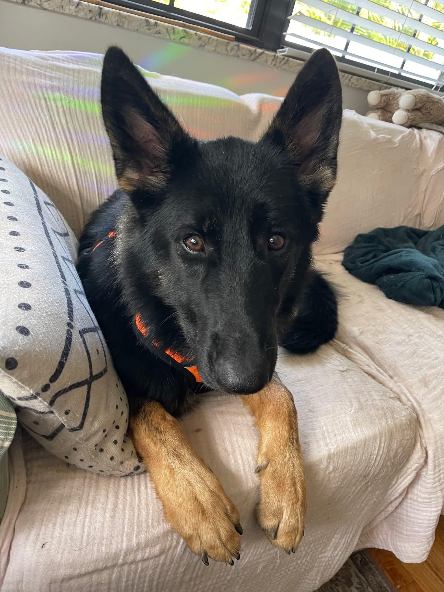 Stormie - F, Adoptable, Young Female German Shepherd Dog.