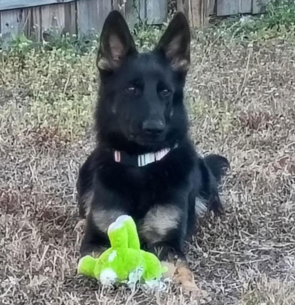 Enlarge Stormie - F, a Adoptable German Shepherd Dog in Tampa, FL image 2/3