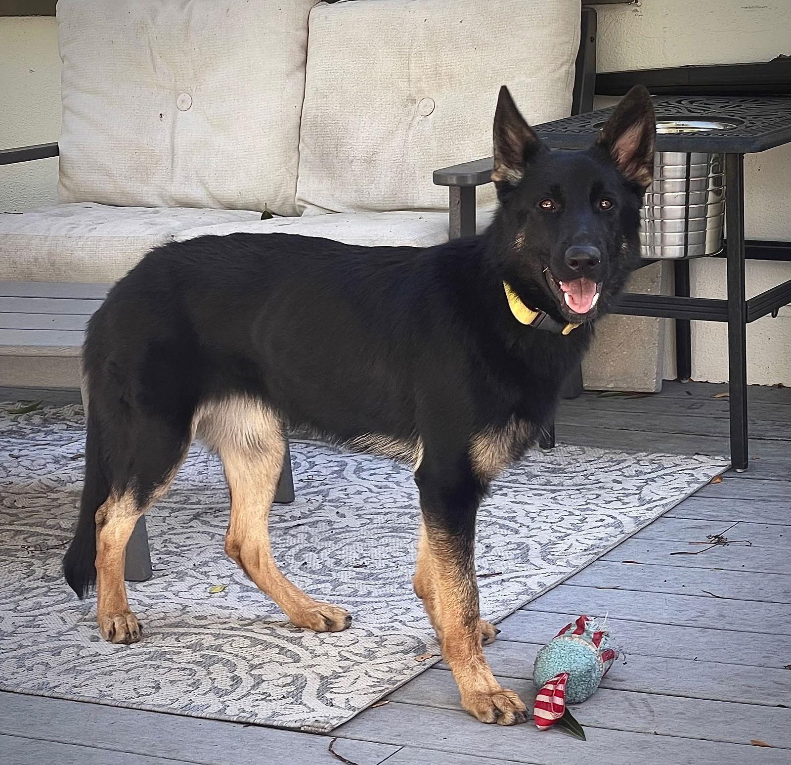 Enlarge Stormie - F, a Adoptable German Shepherd Dog in Tampa, FL image 3/3