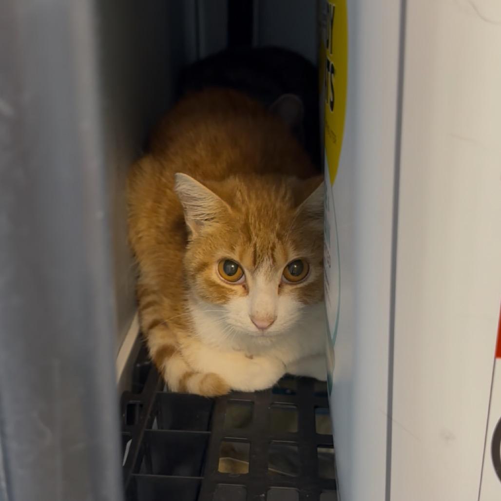Bobo, Adoptable, Young Male Domestic Short Hair.